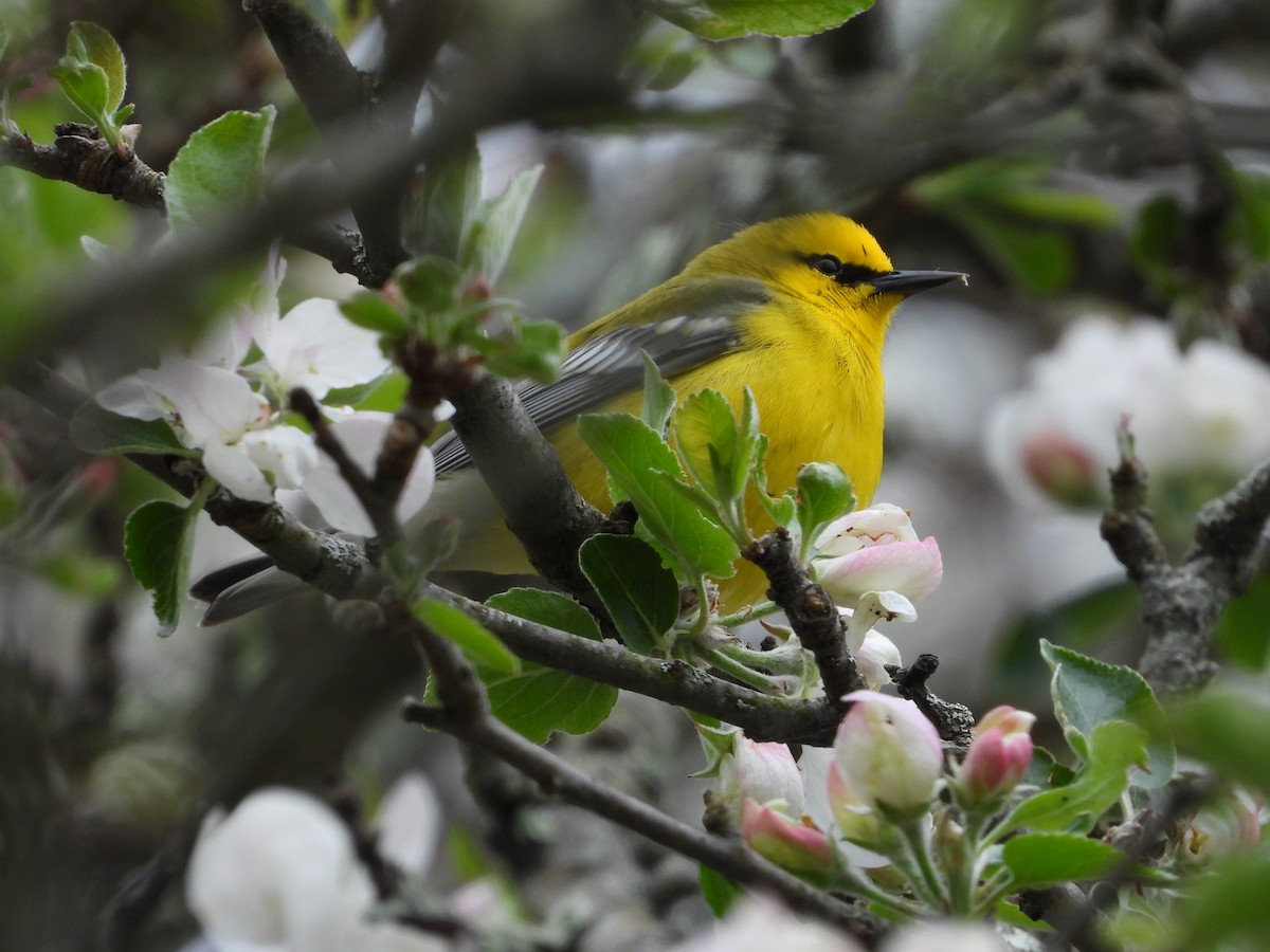 Blue-winged Warbler - ML618515249