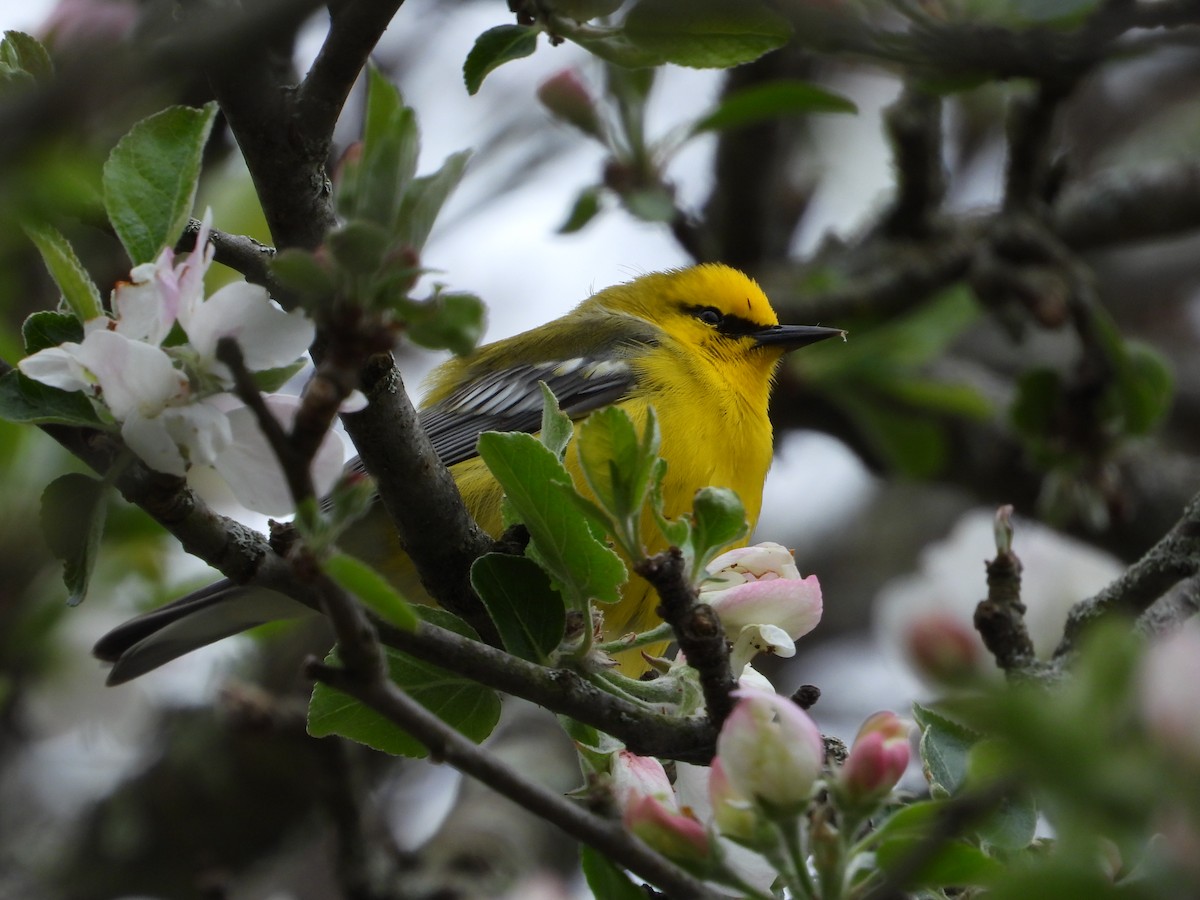 Blue-winged Warbler - ML618515253