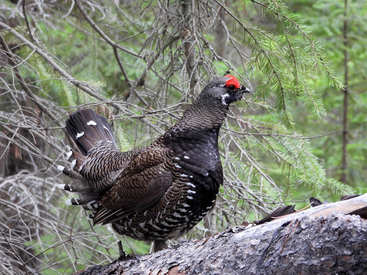 Spruce Grouse - ML618515286