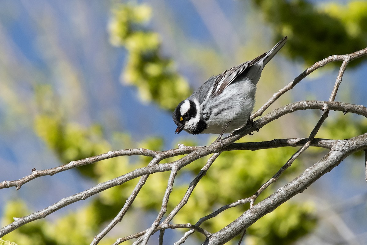 Black-throated Gray Warbler - ML618515289