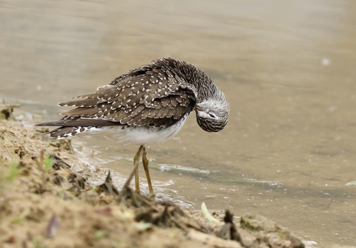 Solitary Sandpiper - Grace Simms  🐦‍⬛