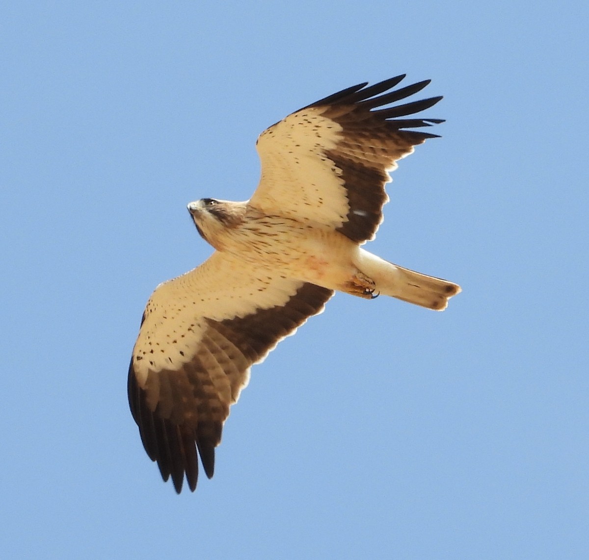 Booted Eagle - Roberto Calleja Sanz