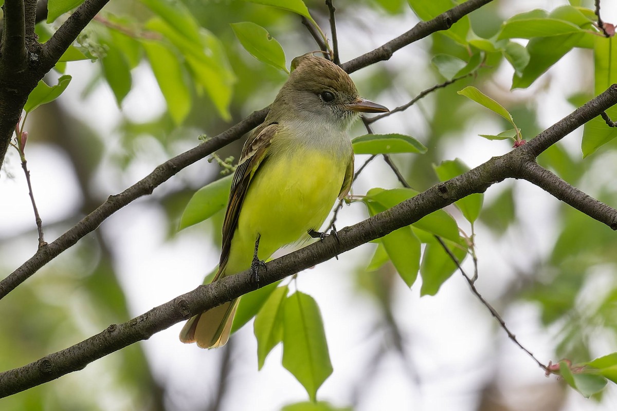 Great Crested Flycatcher - ML618515347