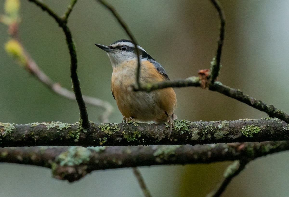 Red-breasted Nuthatch - ismael chavez