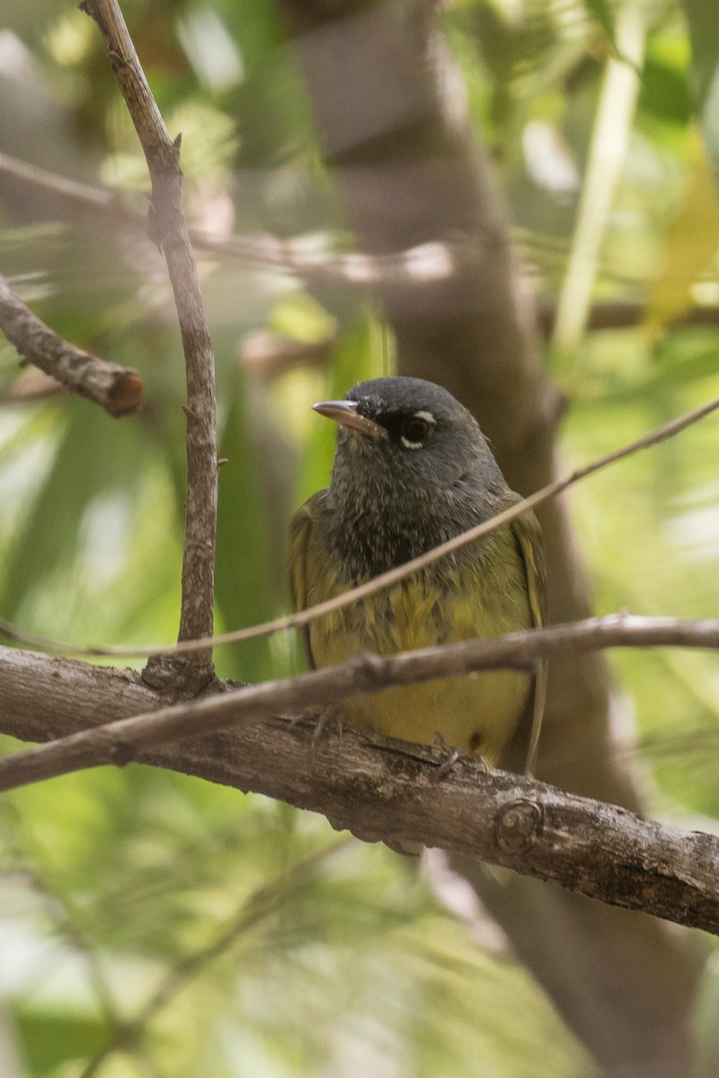 MacGillivray's Warbler - ML618515391