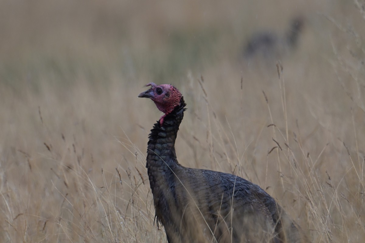 Wild Turkey - ML618515395