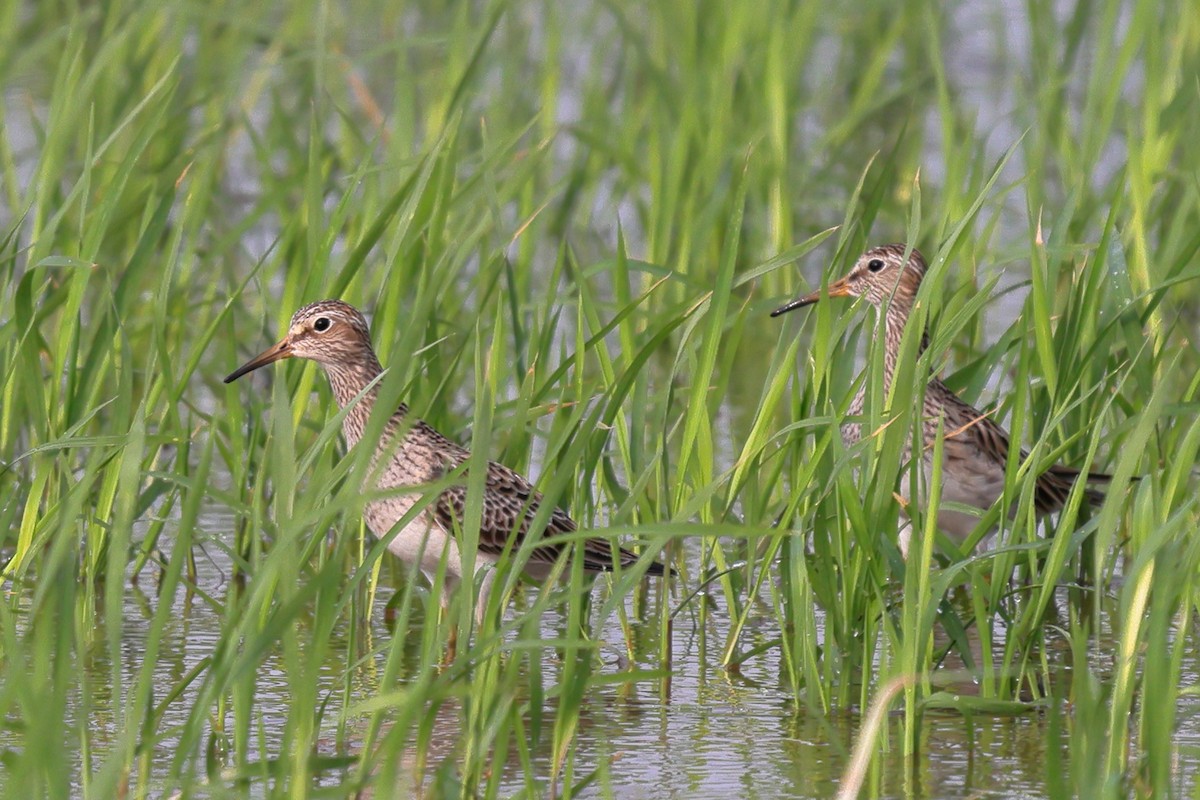 Pectoral Sandpiper - David Lewis