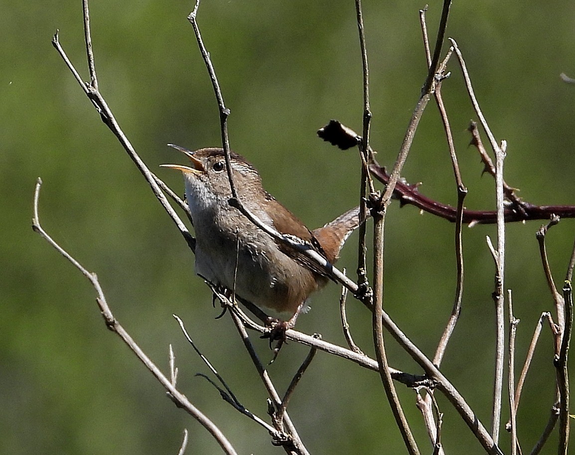 Marsh Wren - Brian McKenney