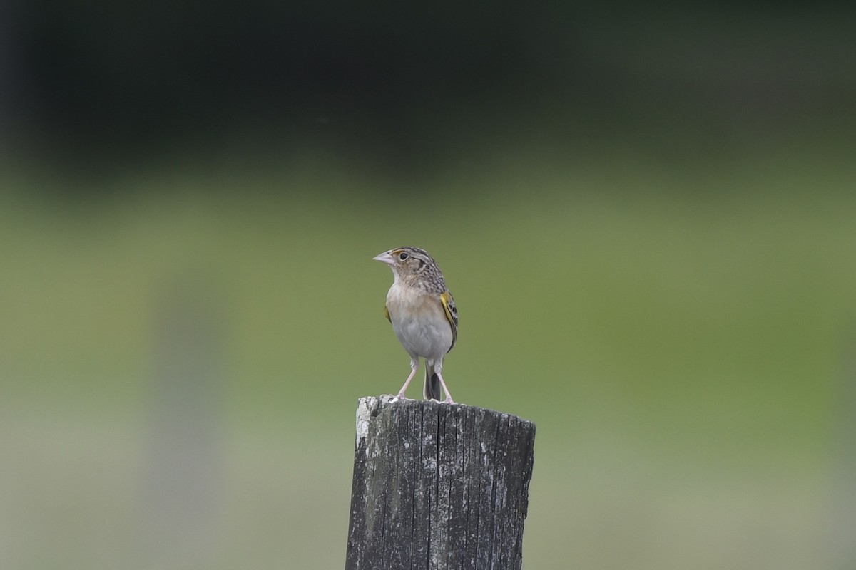 Grasshopper Sparrow - James White