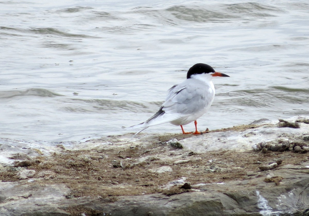 Forster's Tern - ML618515476