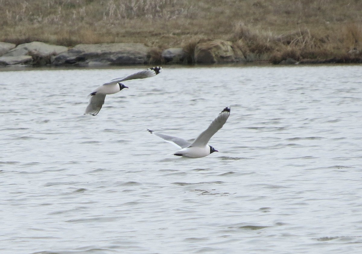 Franklin's Gull - ML618515482