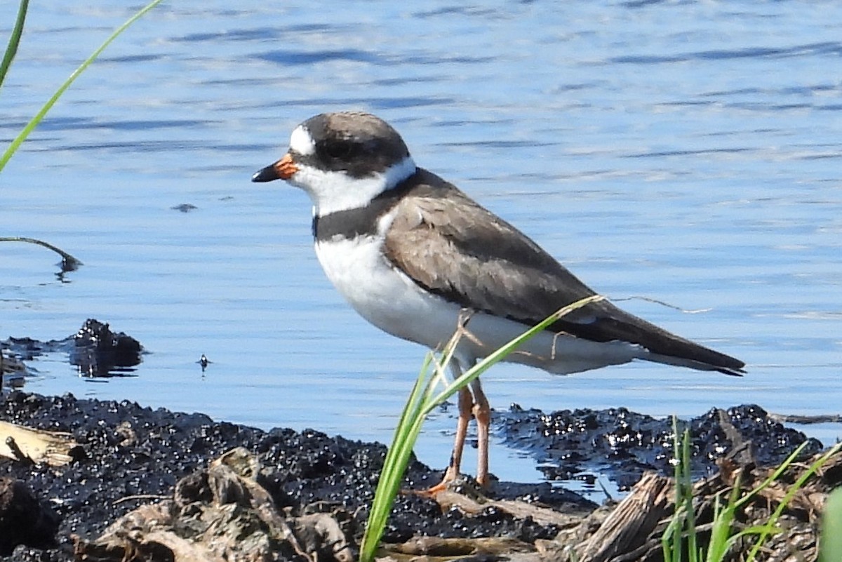 Semipalmated Plover - Chuck Hignite