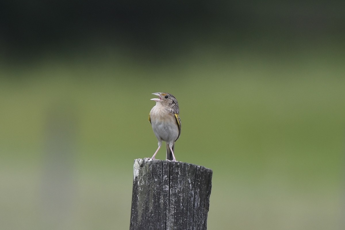 Grasshopper Sparrow - ML618515486