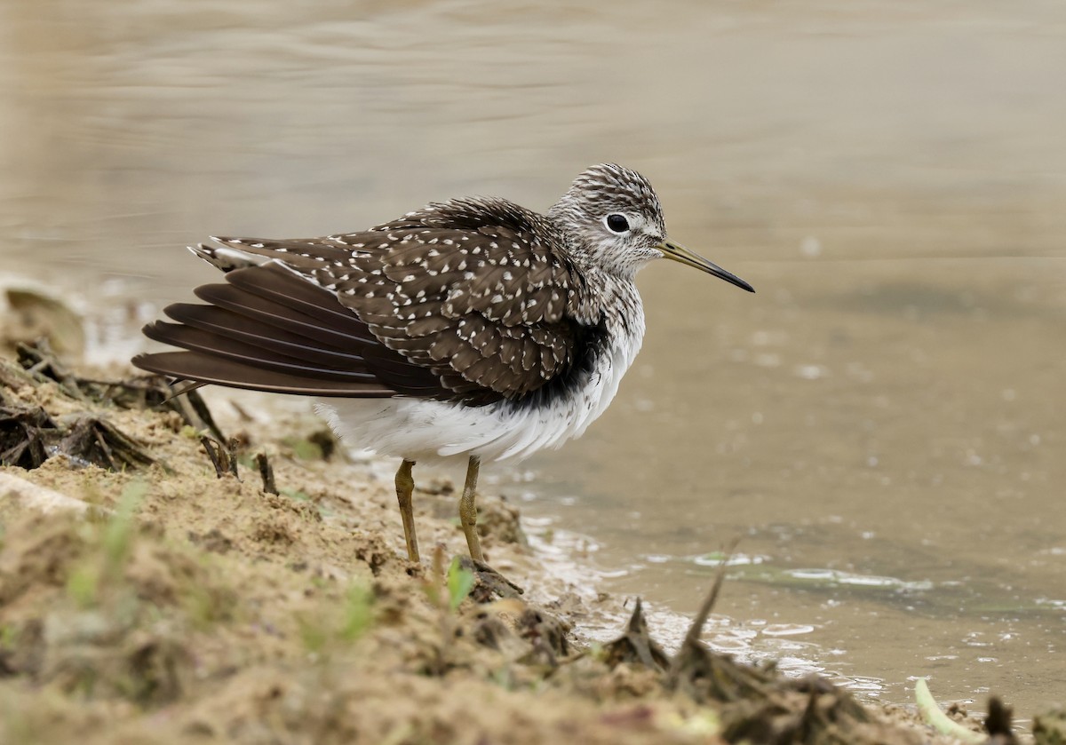 Solitary Sandpiper - Grace Simms  🐦‍⬛