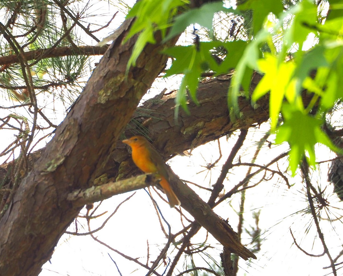 Summer Tanager - Andre Coquerel