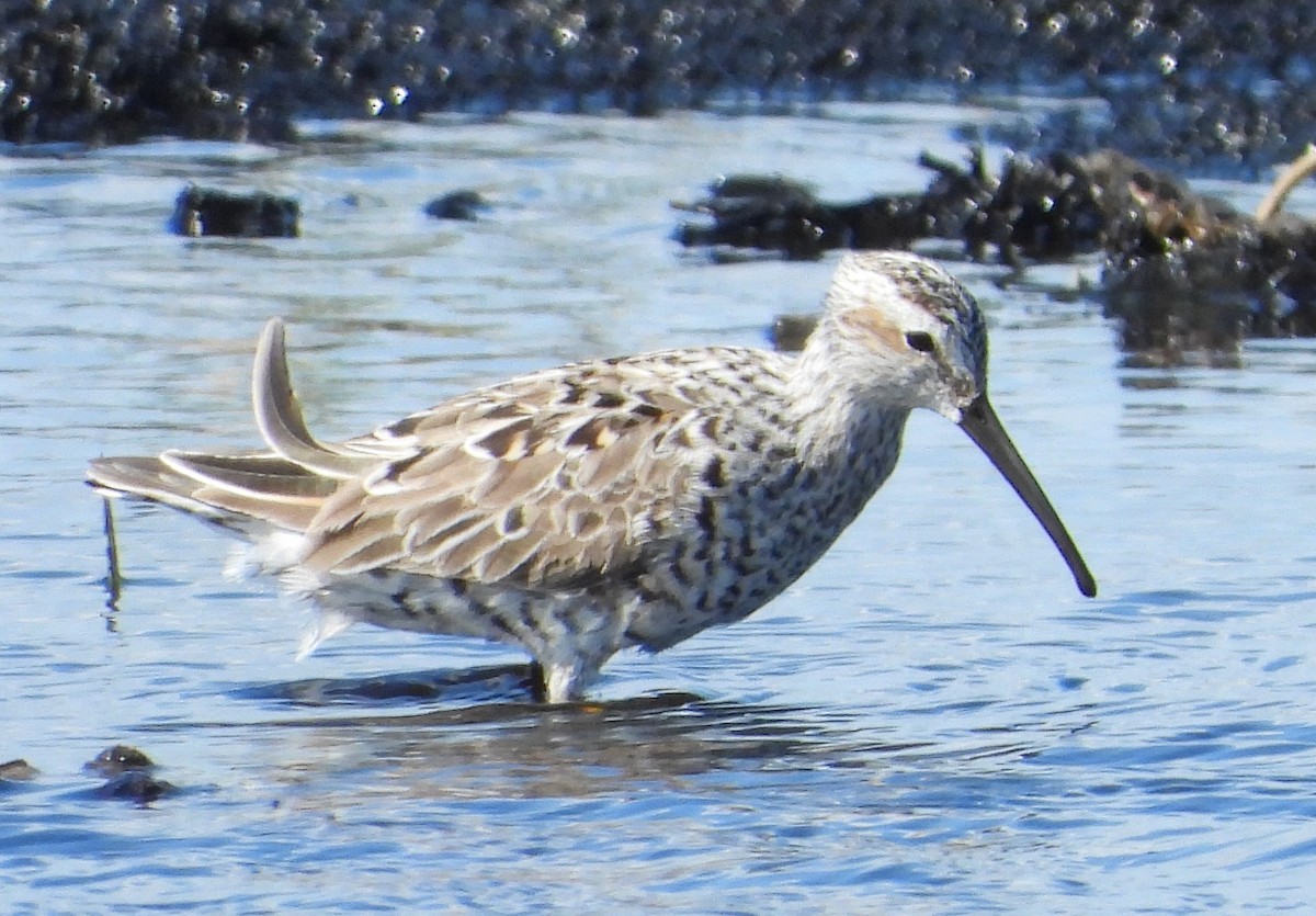 Stilt Sandpiper - Chuck Hignite