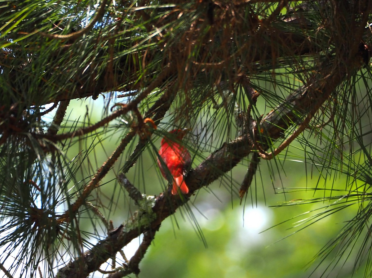 Summer Tanager - Andre Coquerel