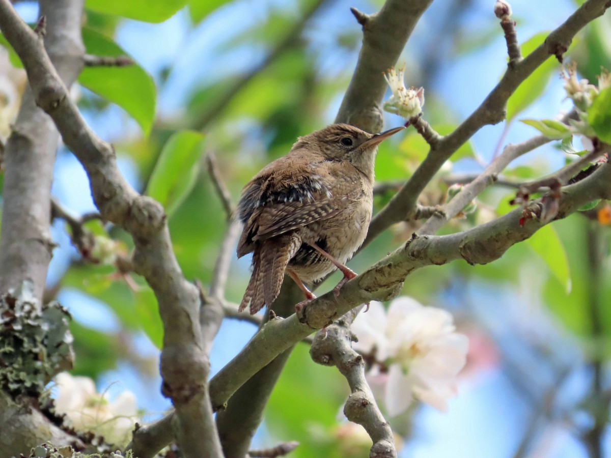 House Wren - Sharon Hull