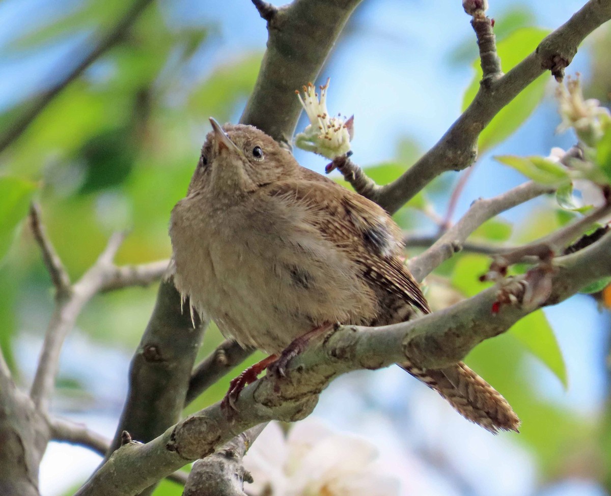 House Wren - Sharon Hull