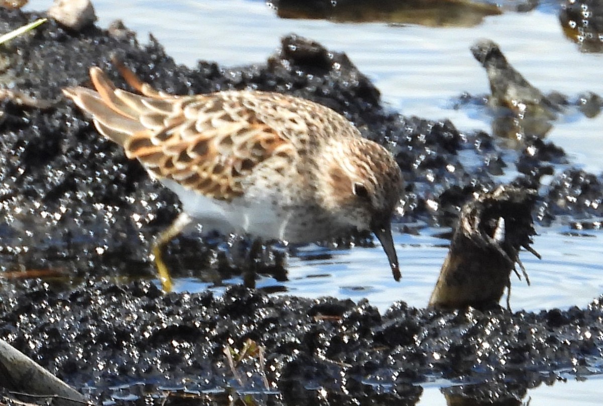 Least Sandpiper - Chuck Hignite