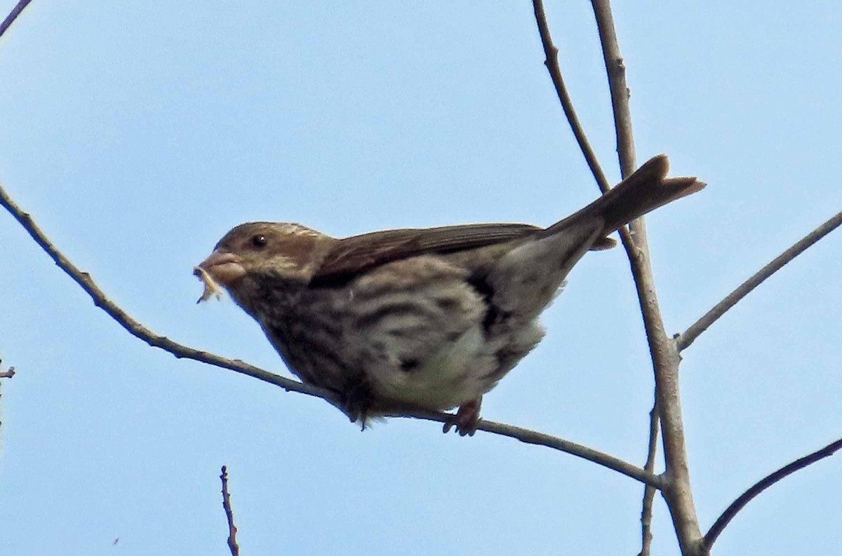 Purple Finch - Sharon Hull