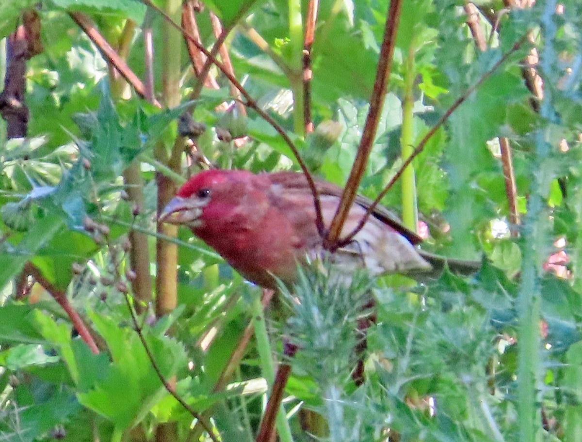 Purple Finch - Sharon Hull