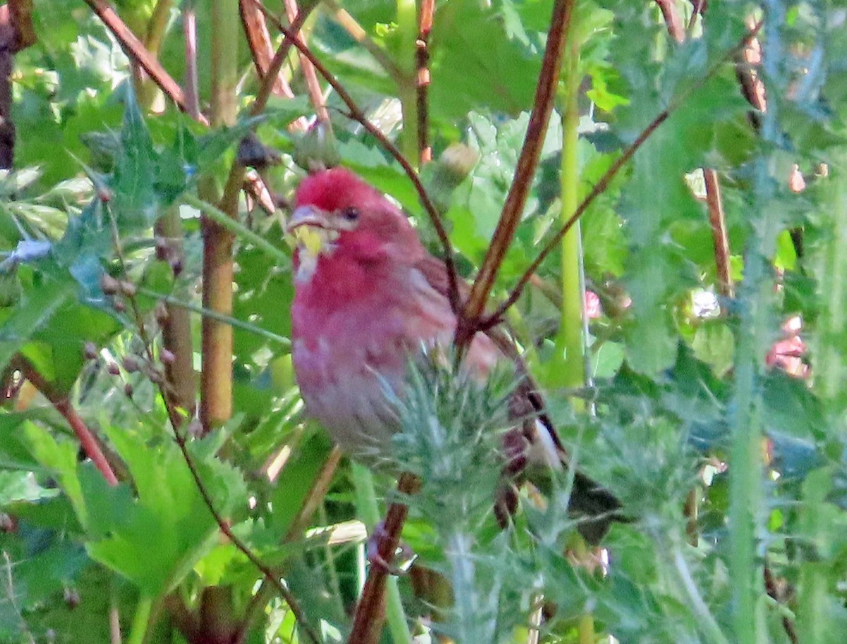 Purple Finch - Sharon Hull