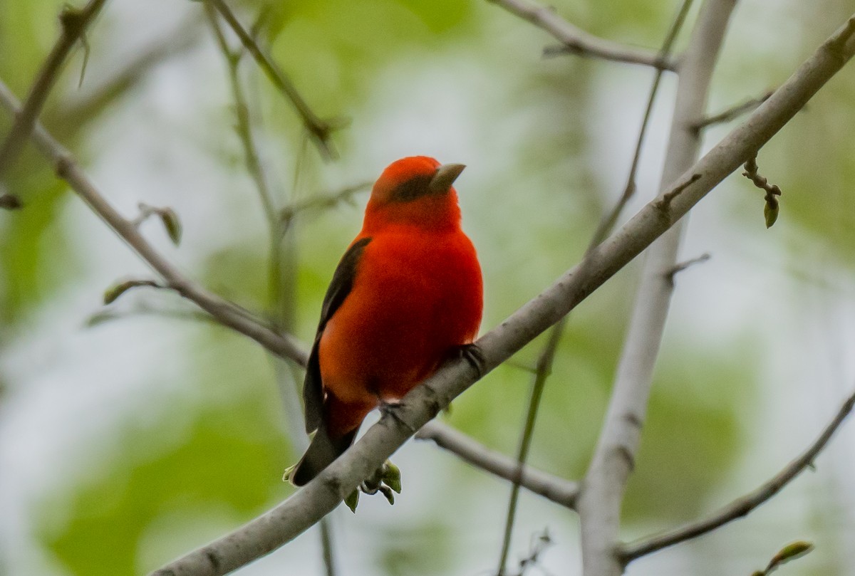 Scarlet Tanager - ismael chavez