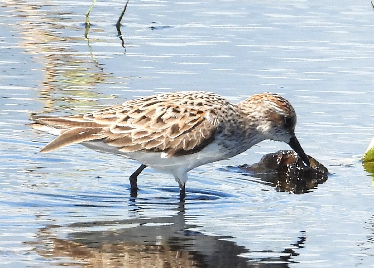 Semipalmated Sandpiper - Chuck Hignite