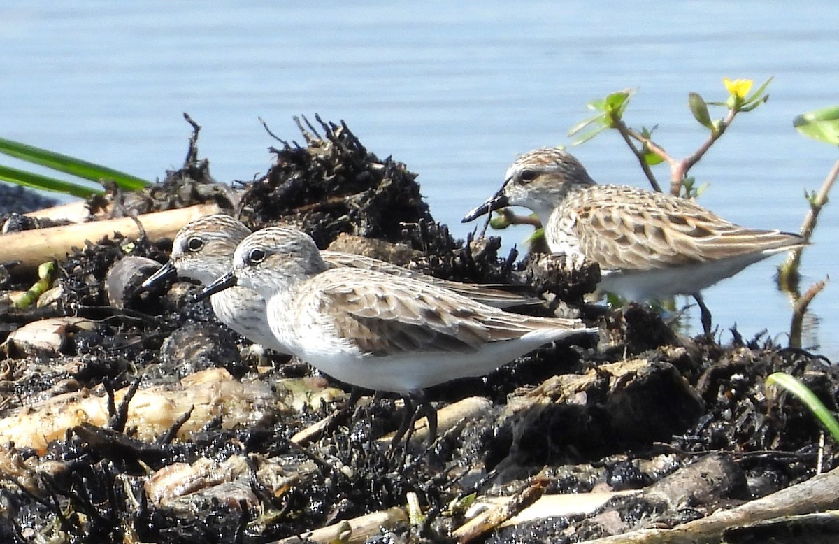 Semipalmated Sandpiper - Chuck Hignite