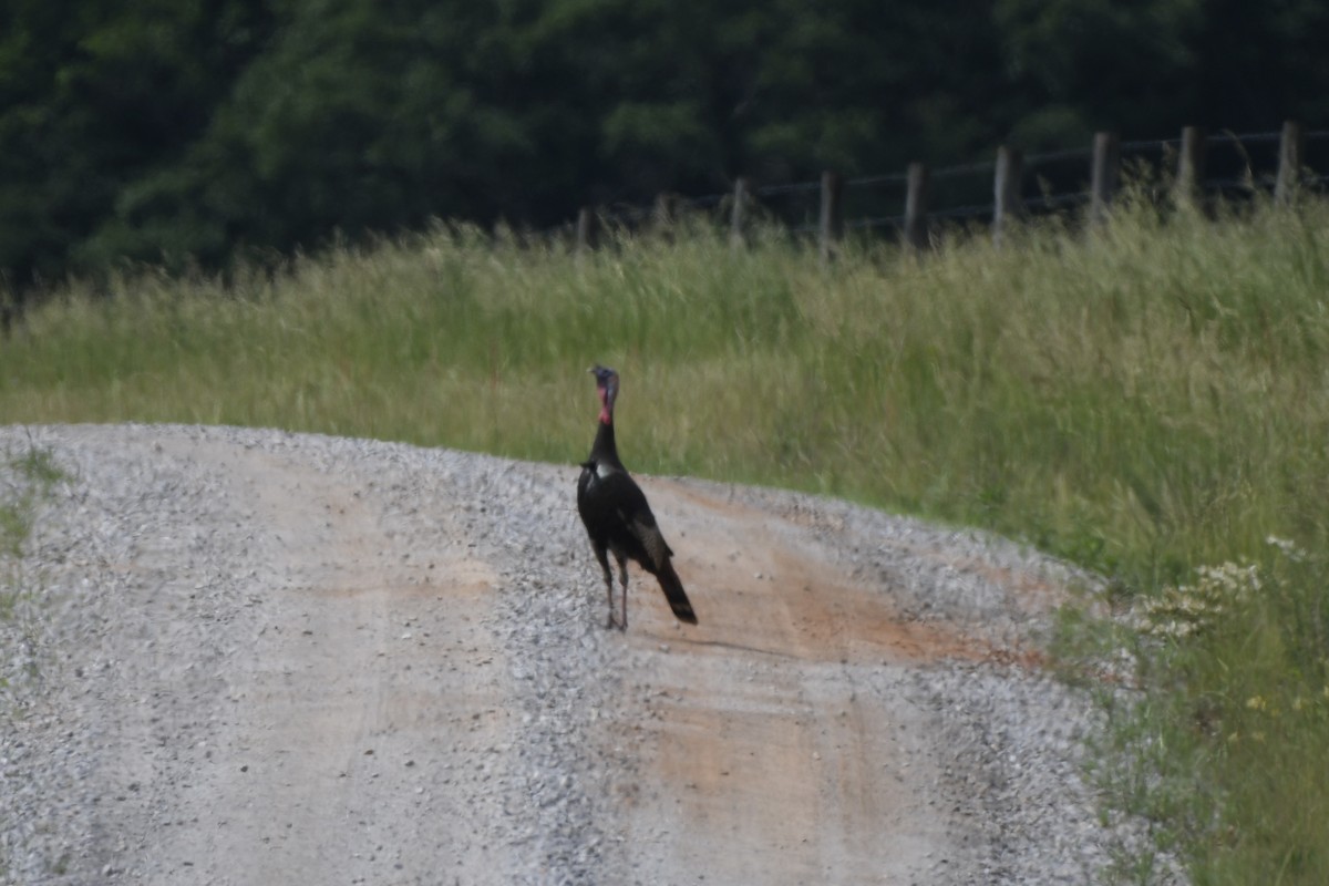 Wild Turkey - James White