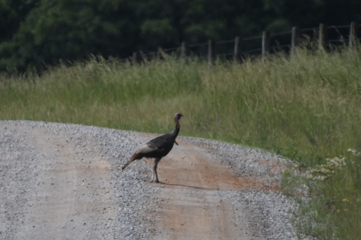 Guajolote Gallipavo - ML618515634