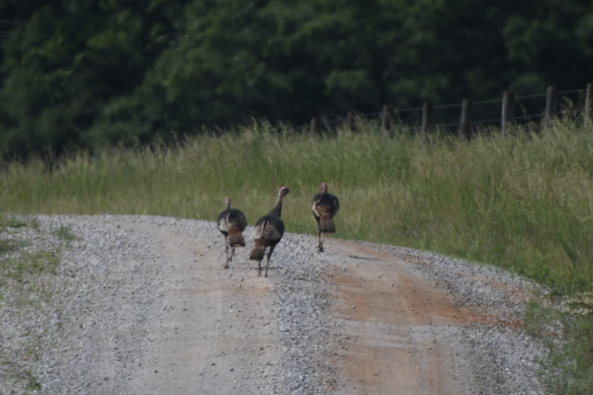 Wild Turkey - ML618515635