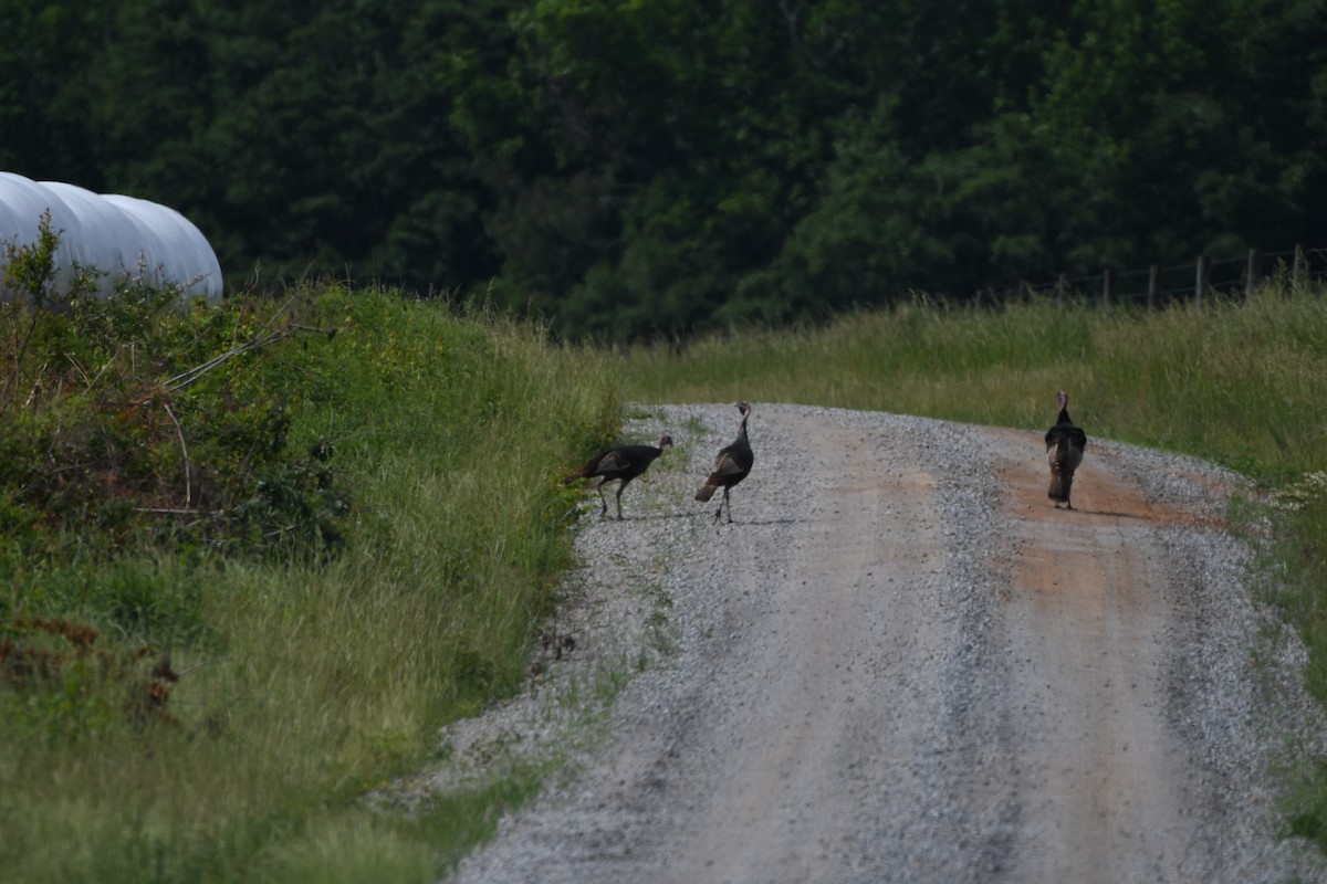 Wild Turkey - ML618515636