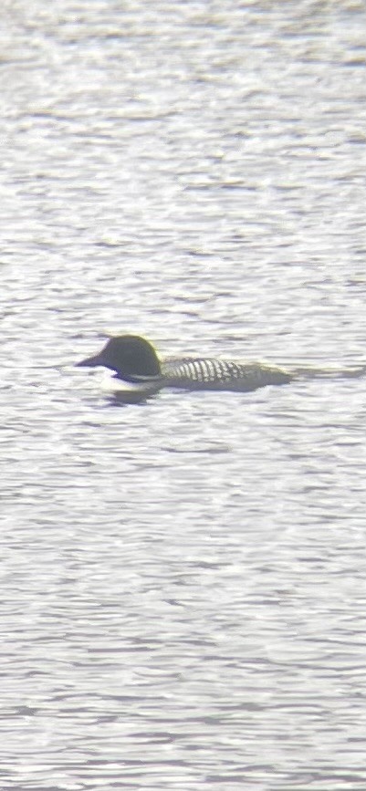 Common Loon - ML618515666