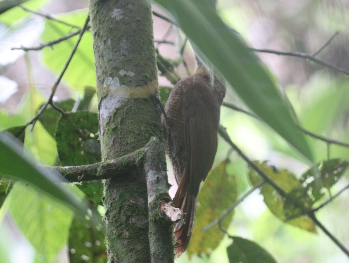 Bar-bellied Woodpecker - Julio P