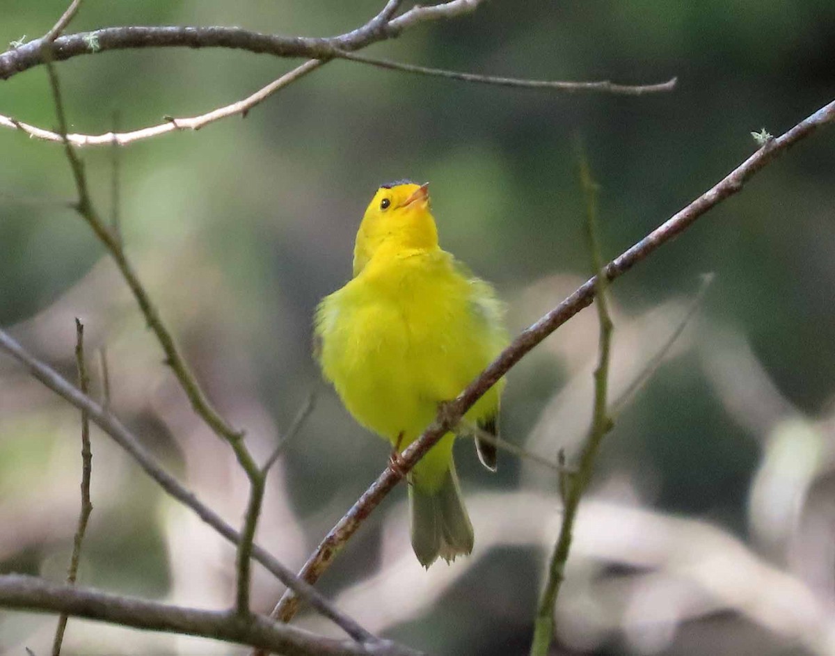 Wilson's Warbler - Sharon Hull