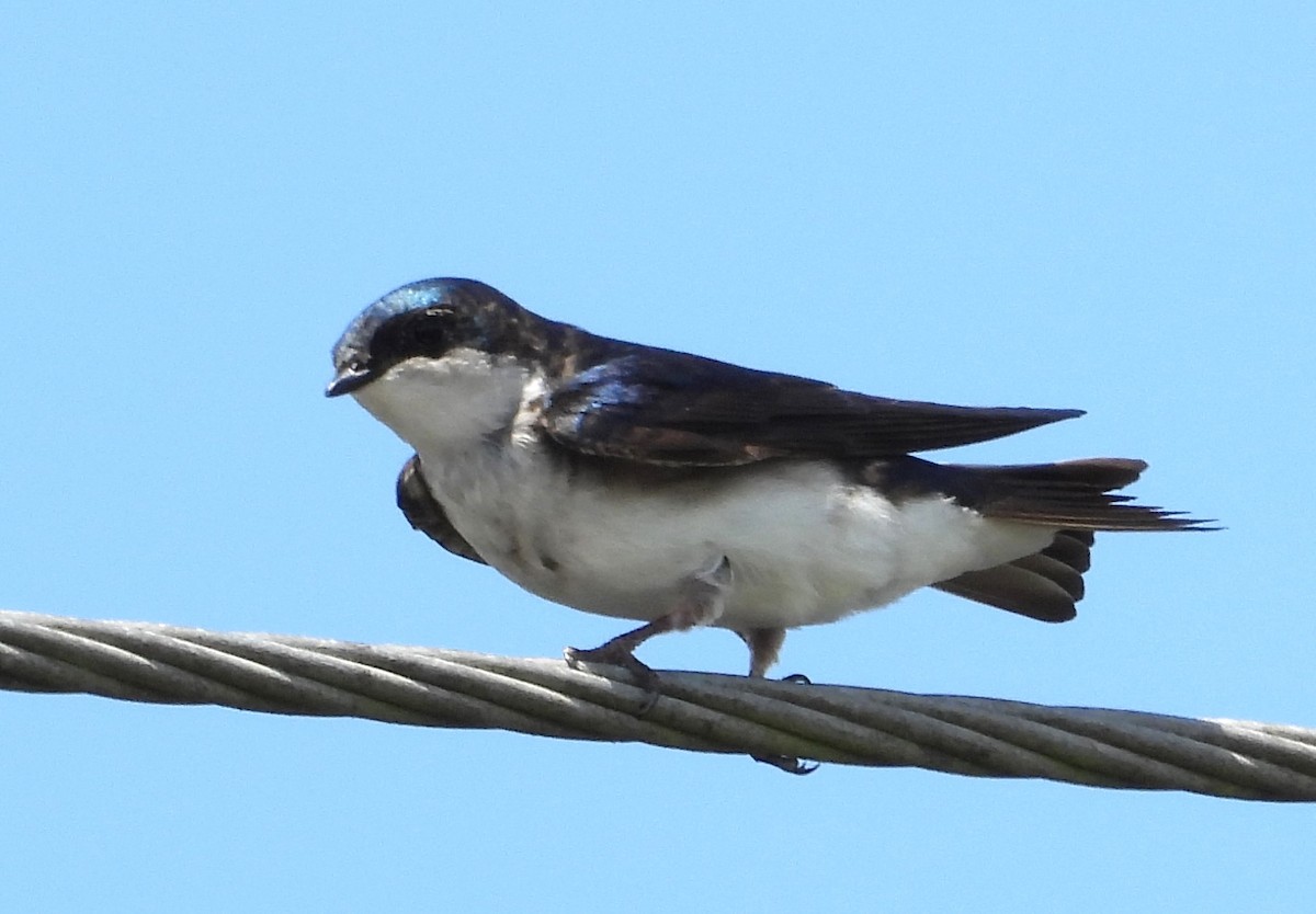 Tree Swallow - Chuck Hignite