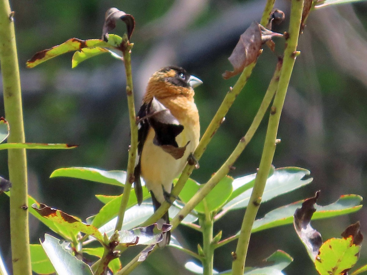 Black-headed Grosbeak - Sharon Hull