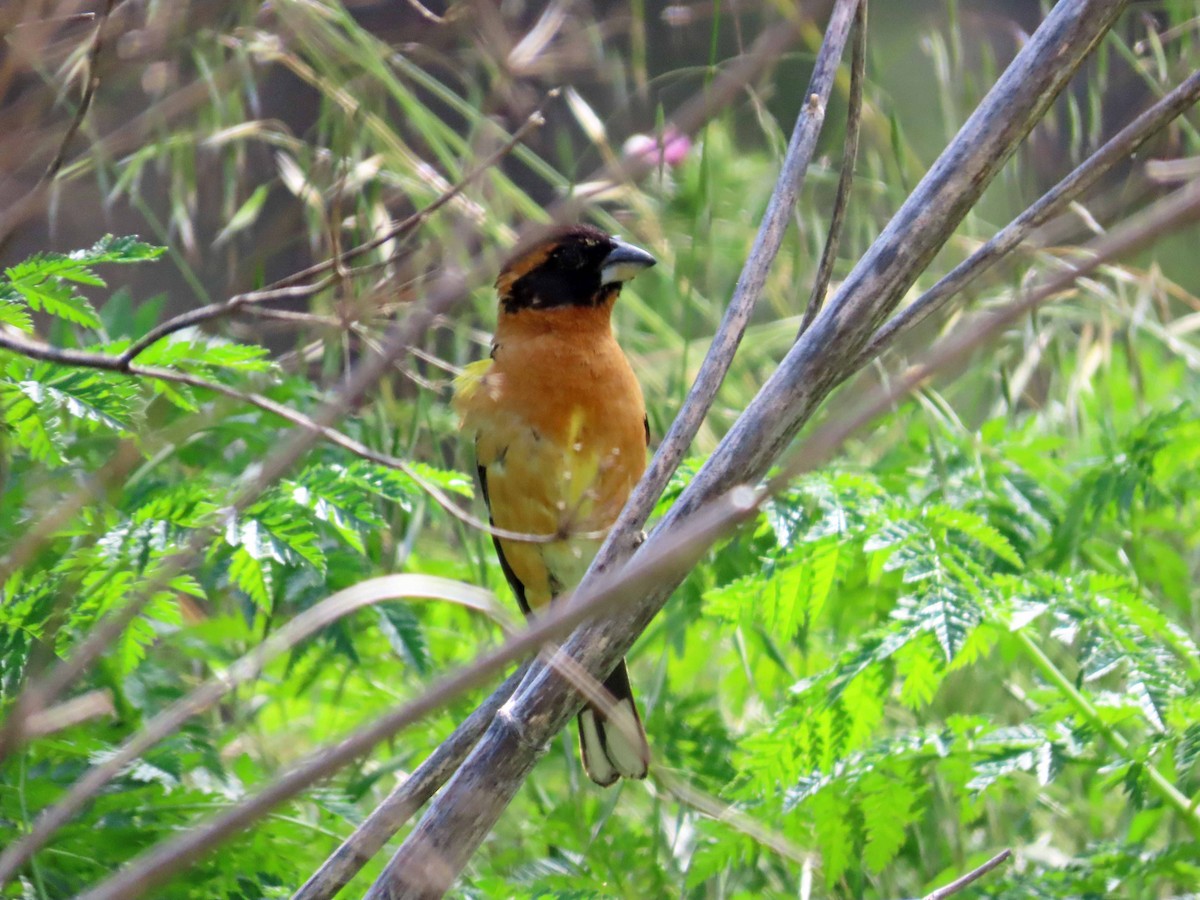 Black-headed Grosbeak - Sharon Hull