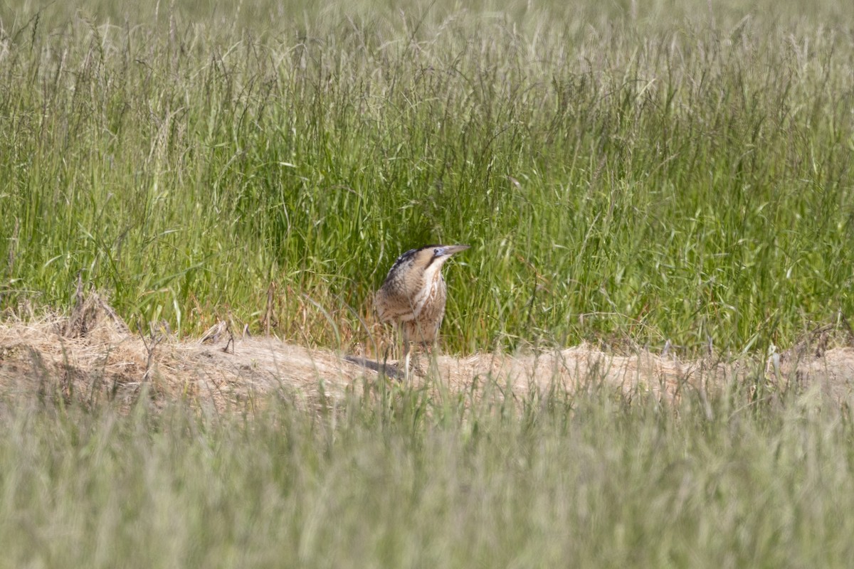 Great Bittern - Simone Stefanetti