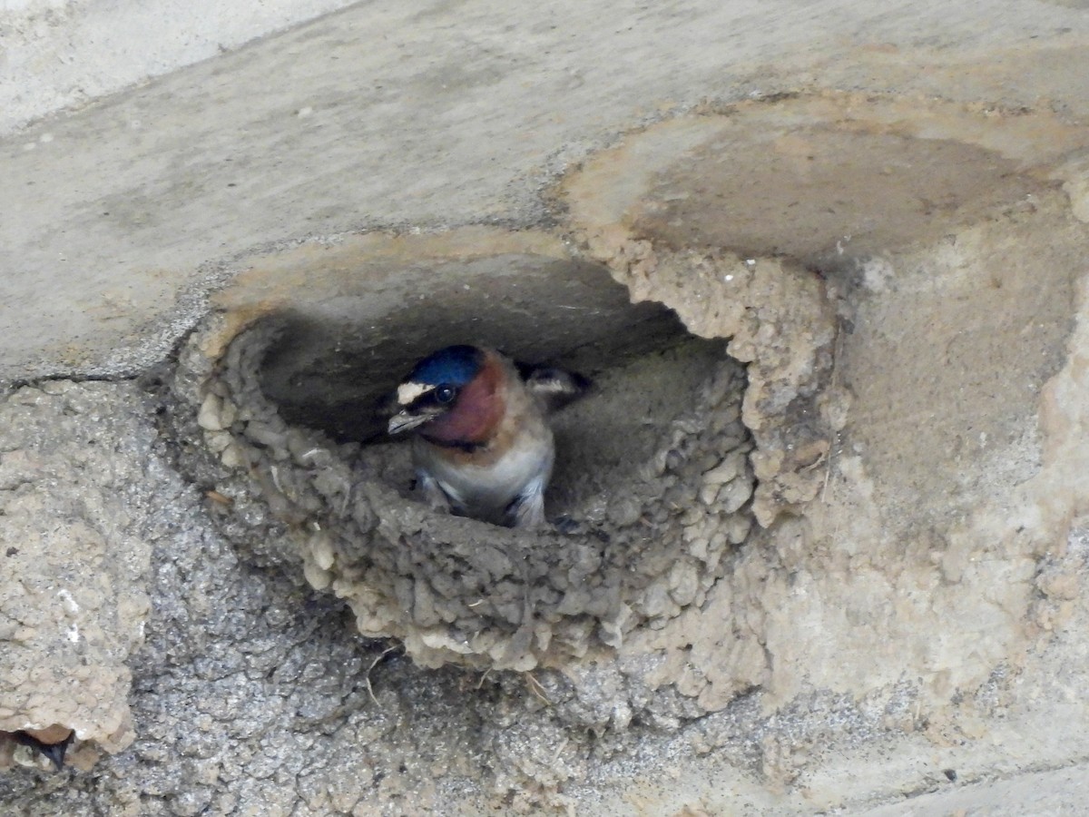 Cliff Swallow - ML618515703