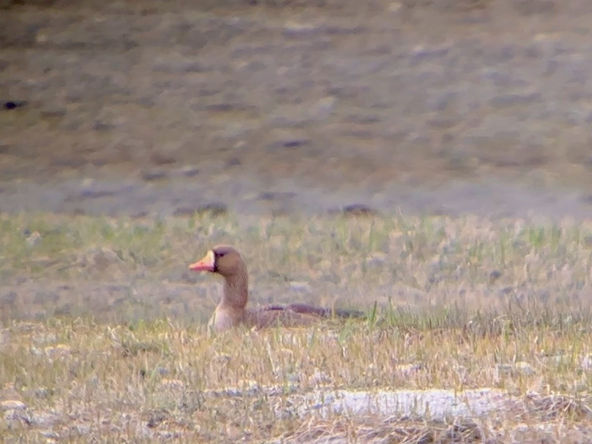 Greater White-fronted Goose - Detlef Buettner