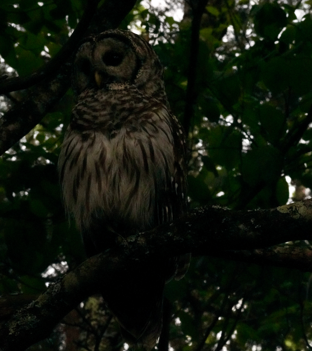 Barred Owl - ML618515729