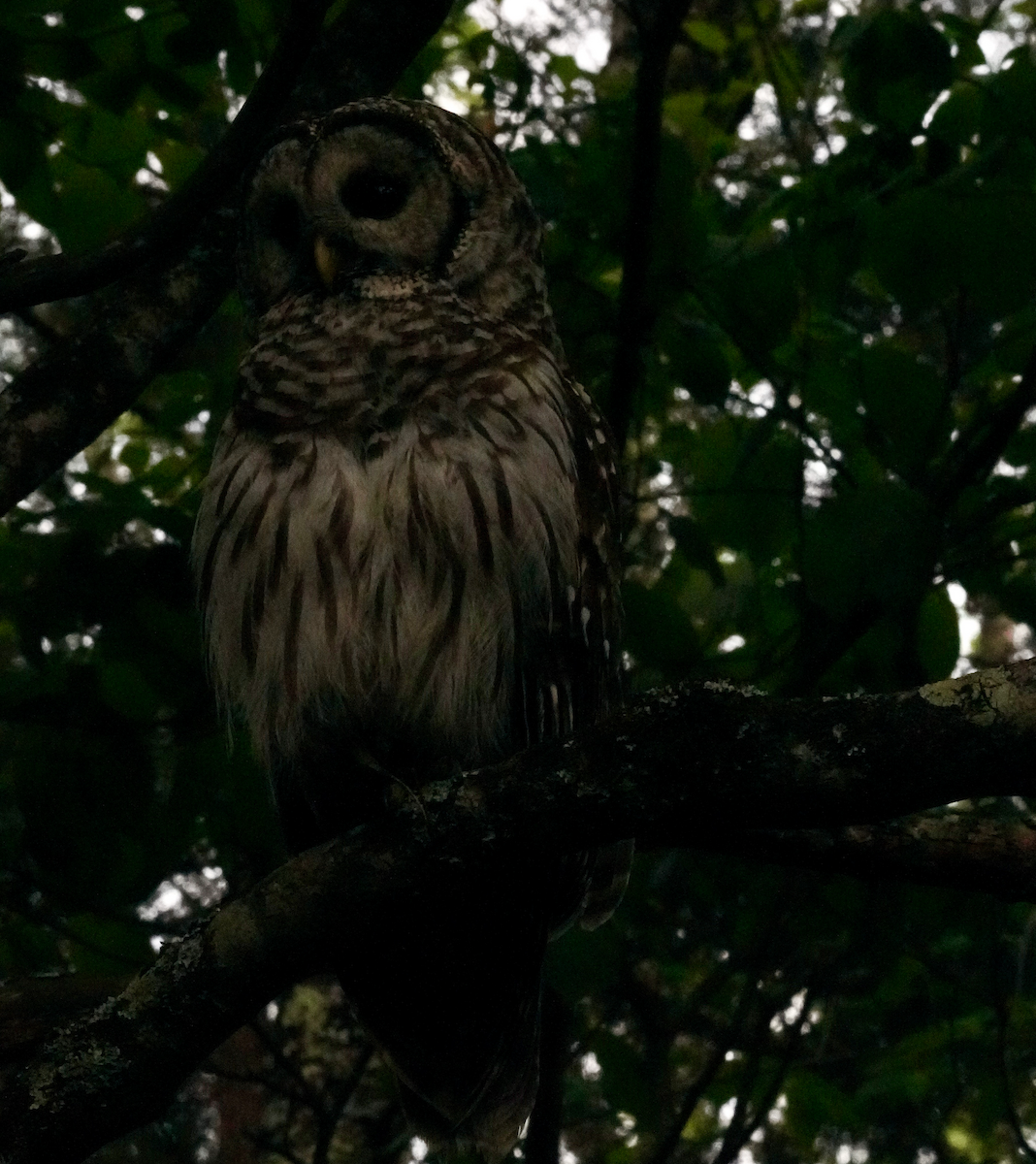 Barred Owl - Aaron T