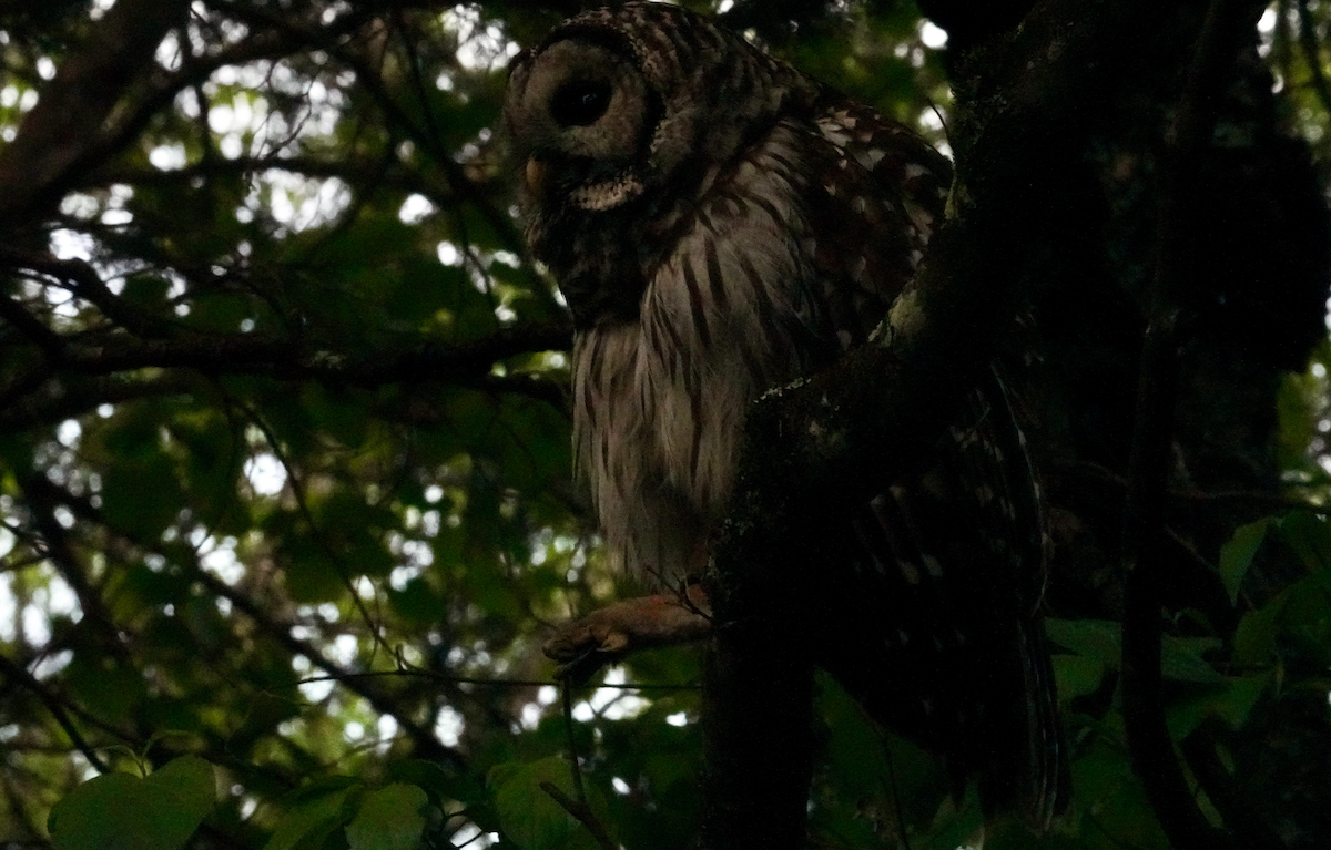Barred Owl - ML618515742