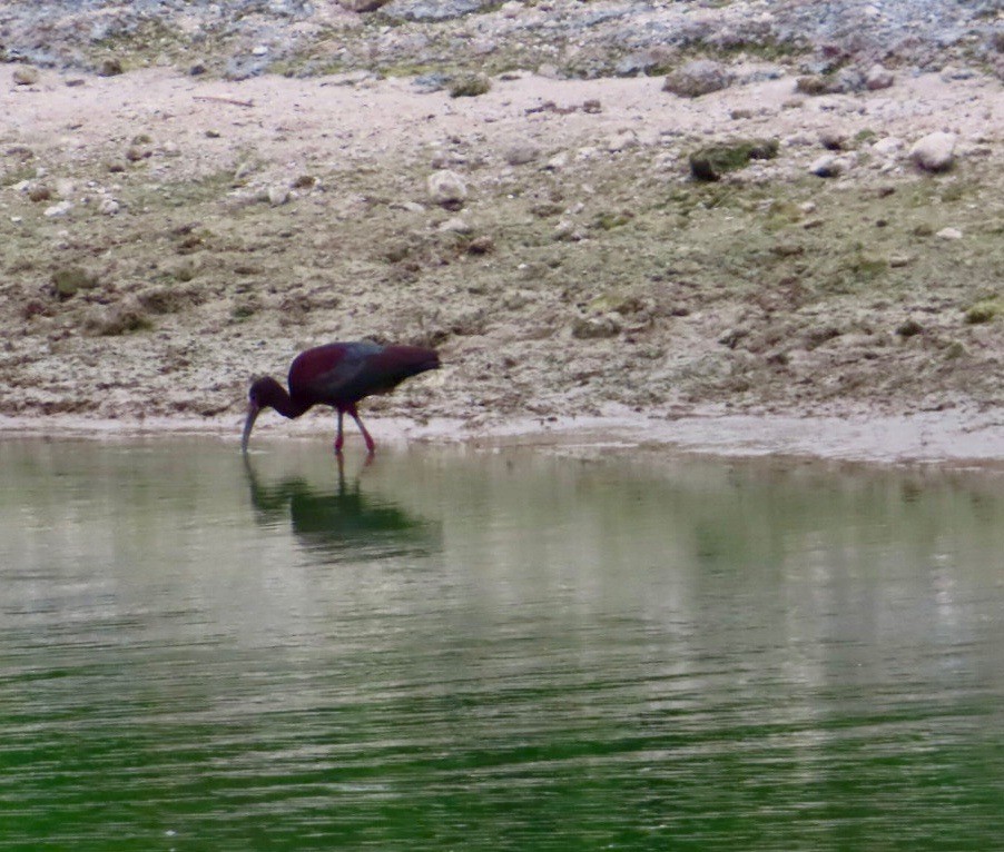 White-faced Ibis - Bill  Feusahrens