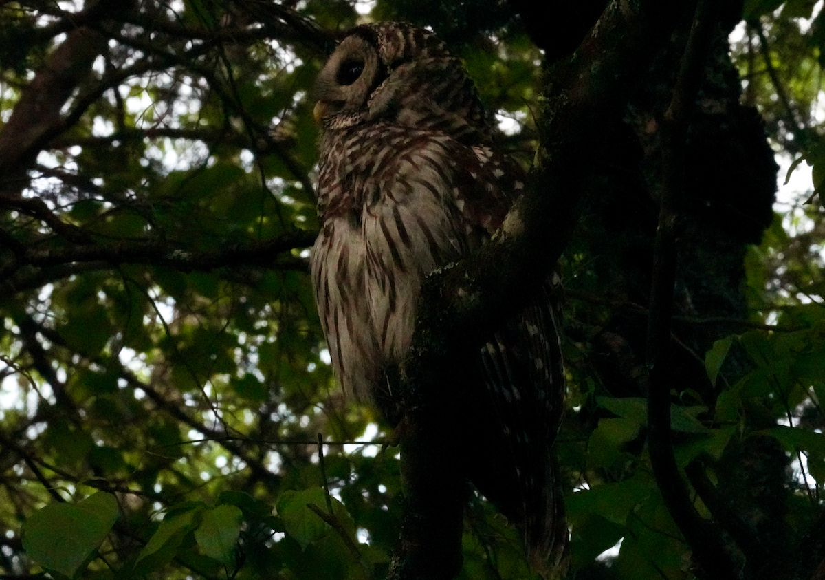Barred Owl - ML618515745