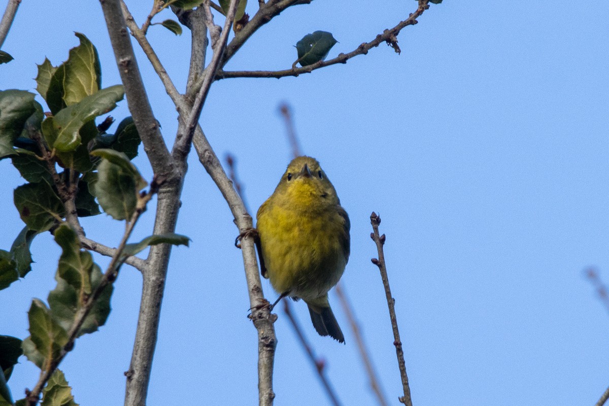 Orange-crowned Warbler - Tristan Yoo