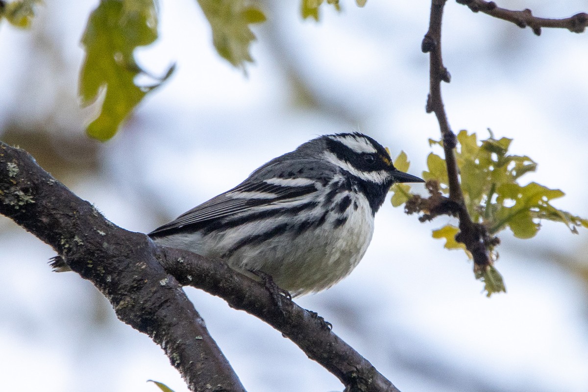 Black-throated Gray Warbler - Tristan Yoo